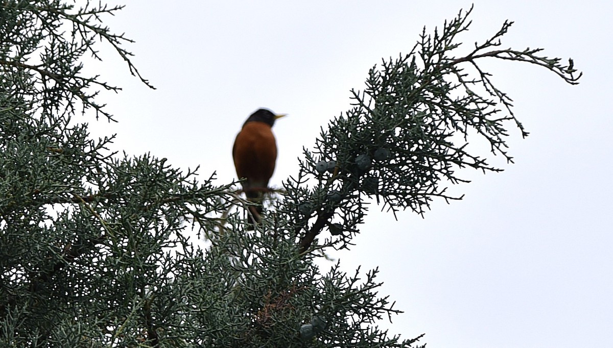 Zozo papargorria - ML638596271