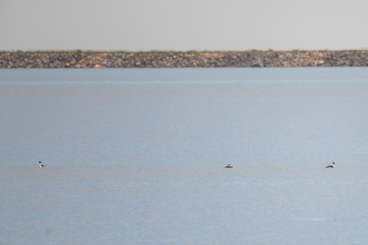 Western Grebe - ML638596272