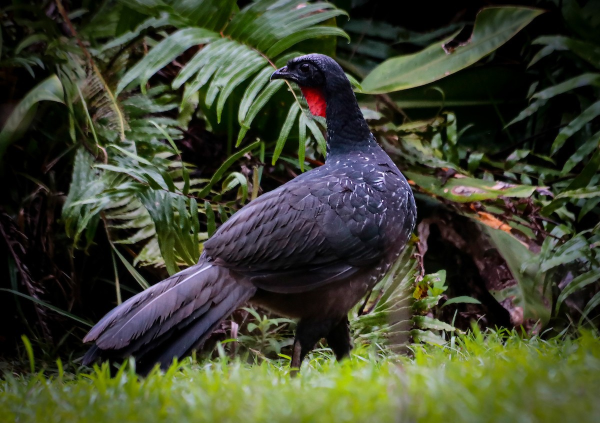 Dusky-legged Guan - ML638596273