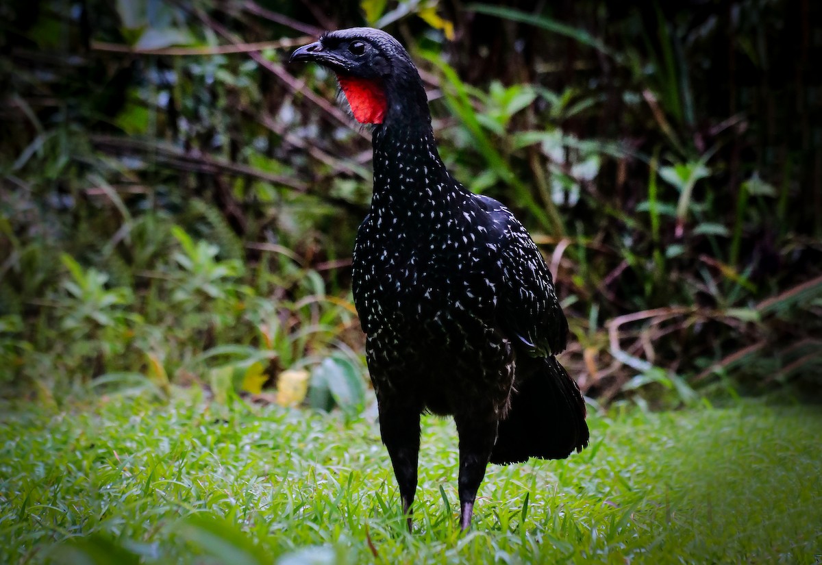 Dusky-legged Guan - ML638596274