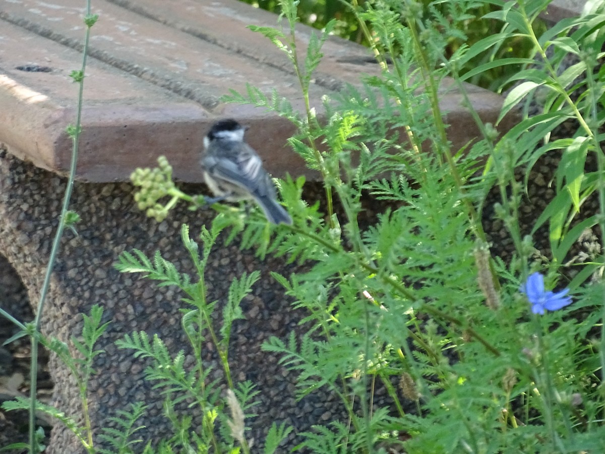 Black-capped Chickadee - ML638596276