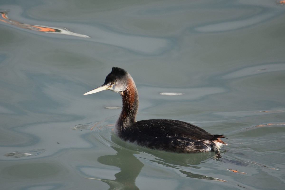 Great Grebe - ML638596277
