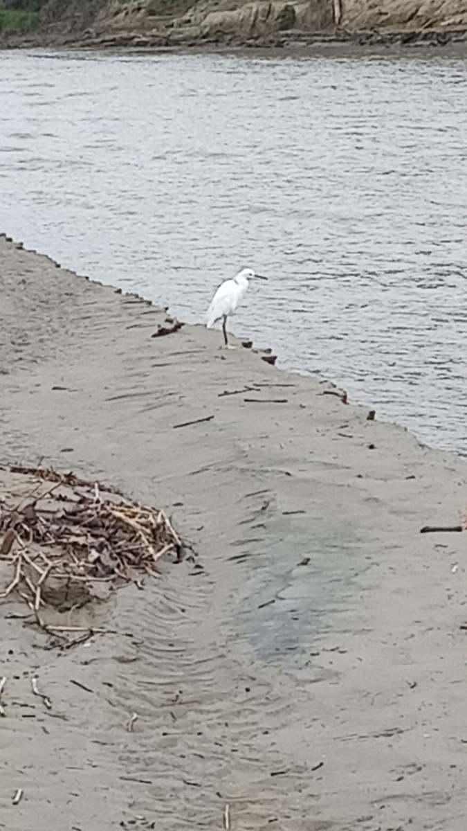 Snowy Egret - ML638596279