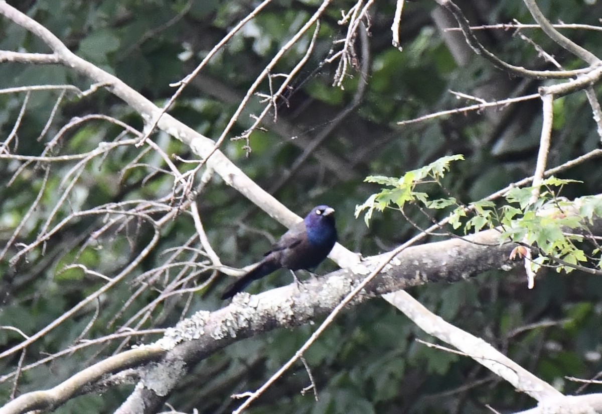 Common Grackle - ML638596284