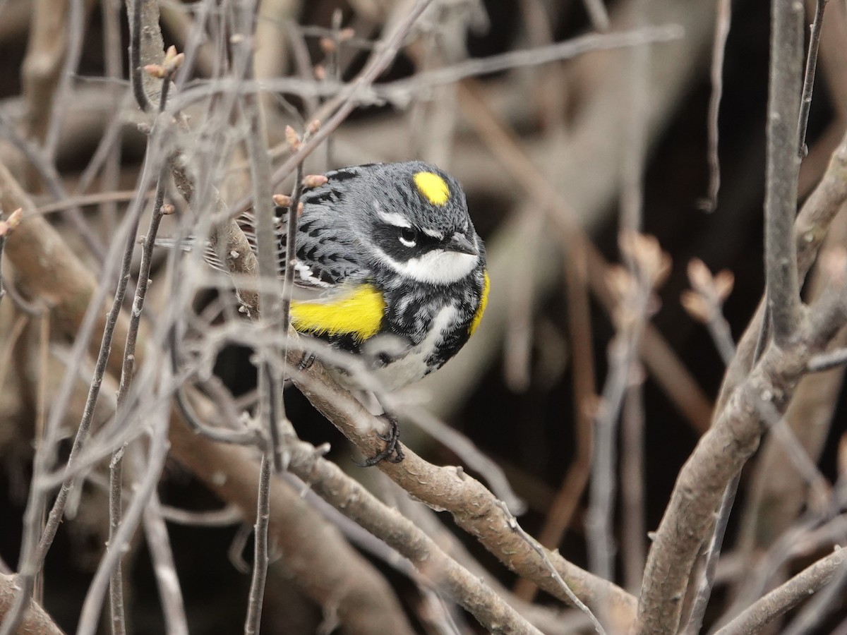 Yellow-rumped Warbler - ML638596286
