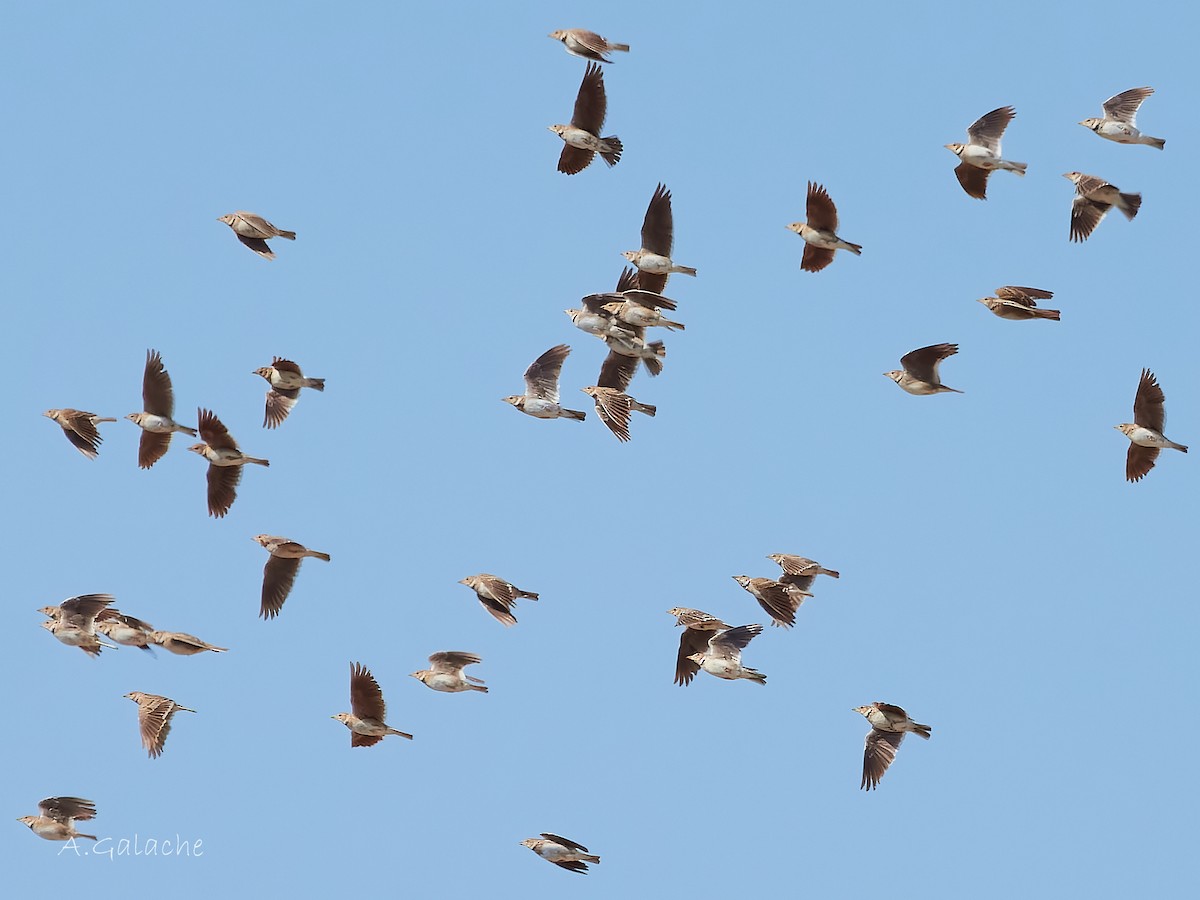 Calandra Lark - ML638596443