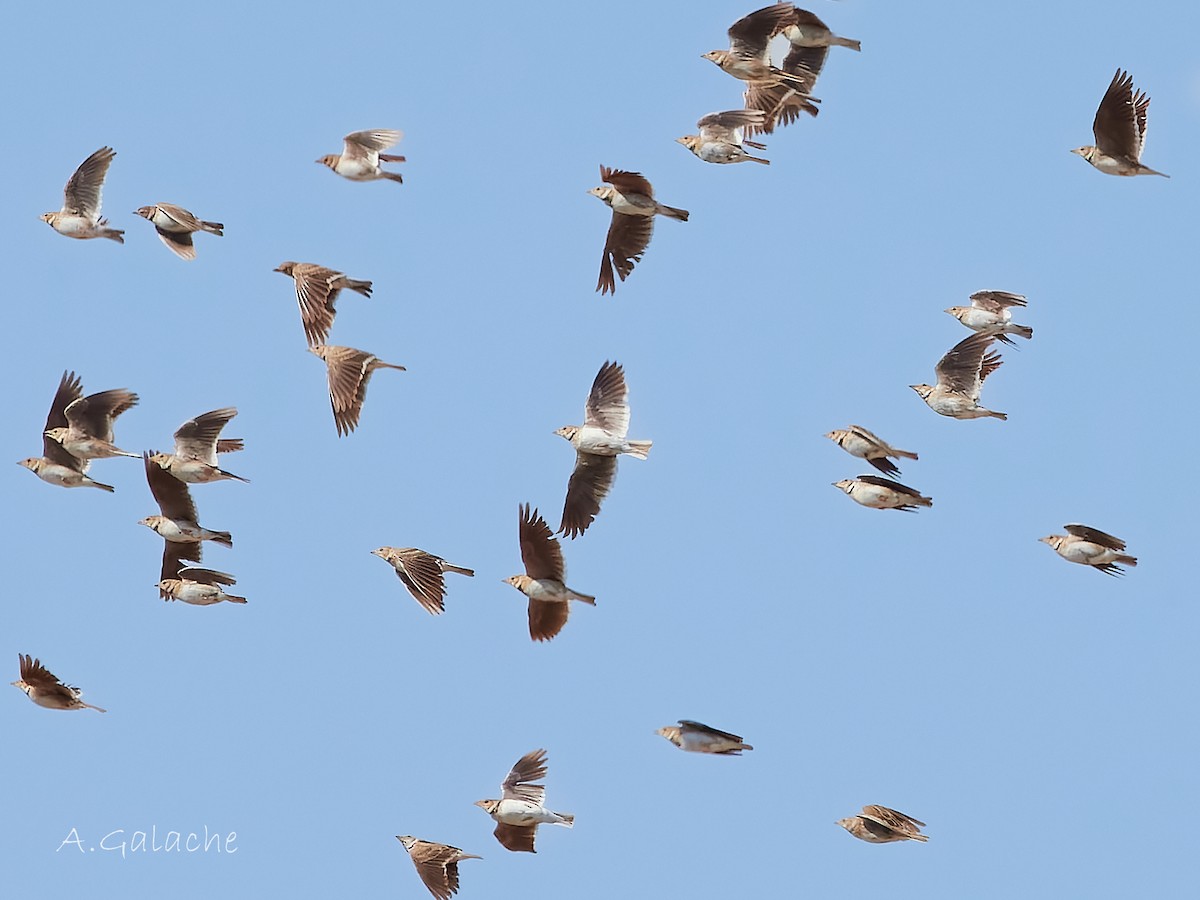 Calandra Lark - ML638596444