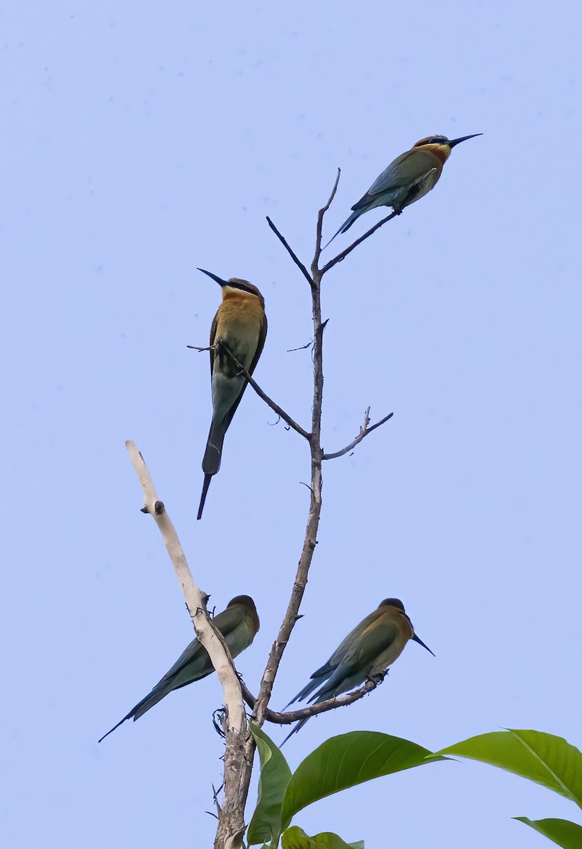 Blue-tailed Bee-eater - ML638596451