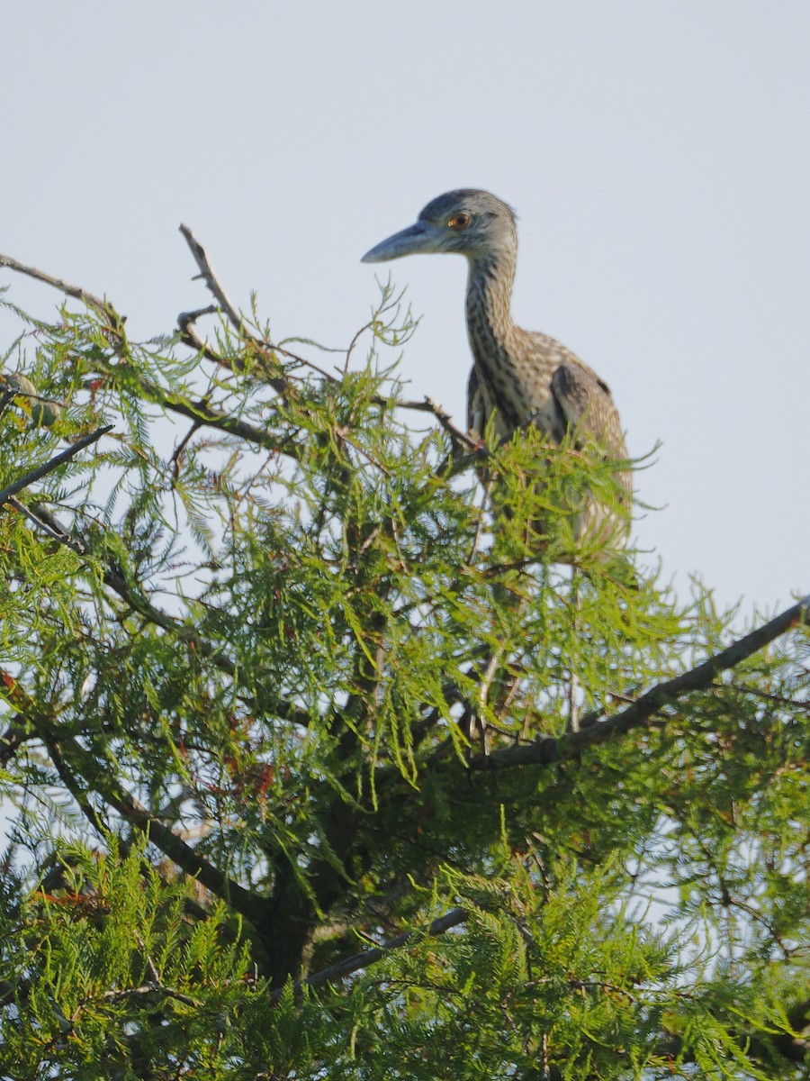 Yellow-crowned Night Heron - ML638596511