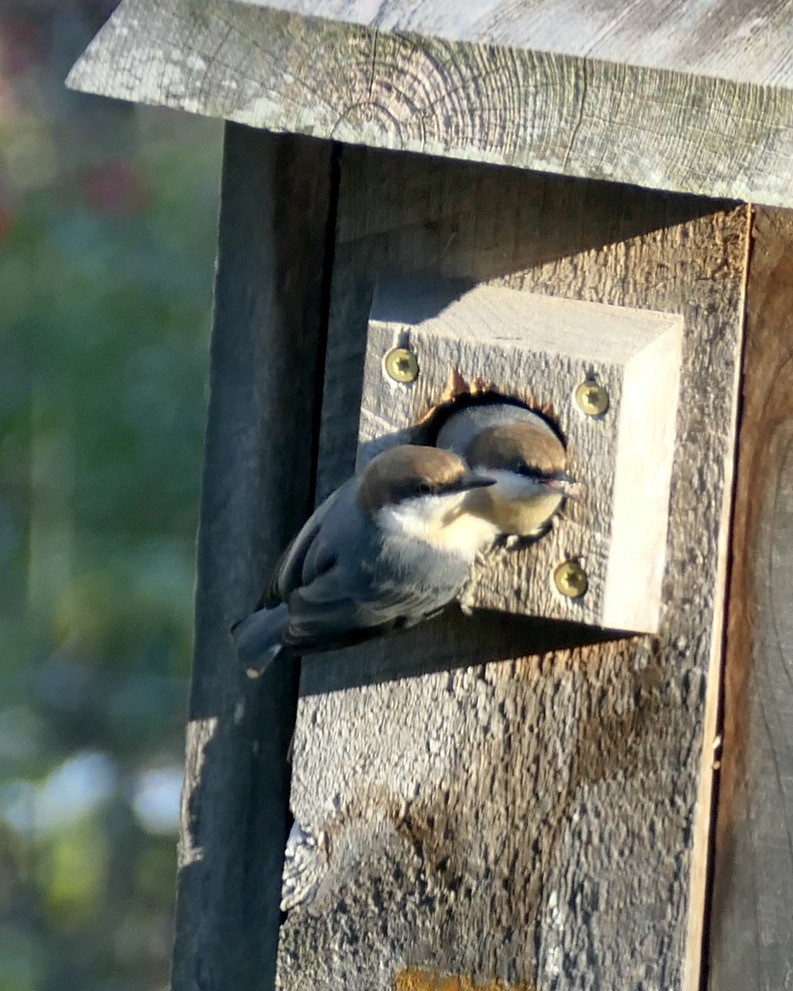 Brown-headed Nuthatch - ML638596524