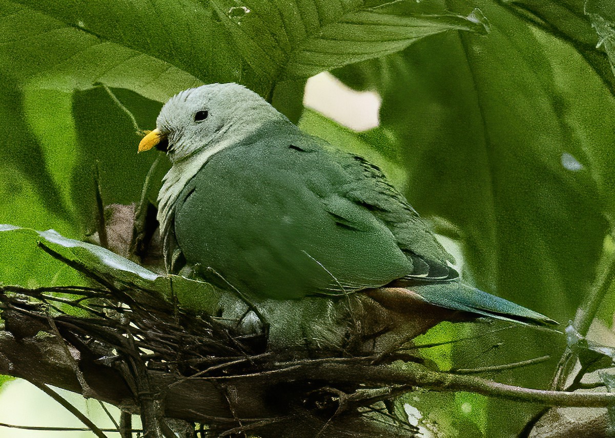 Black-chinned Fruit-Dove - ML638596537