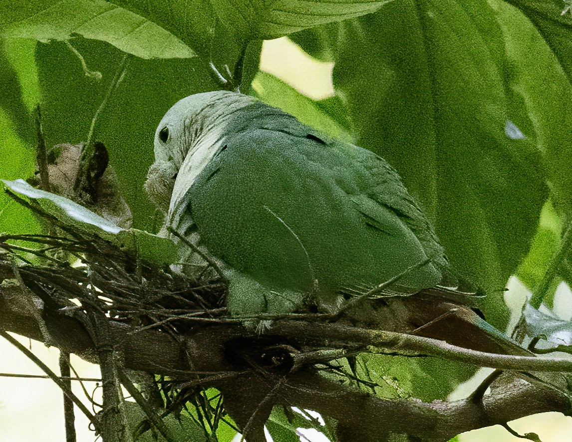 Black-chinned Fruit-Dove - ML638596538