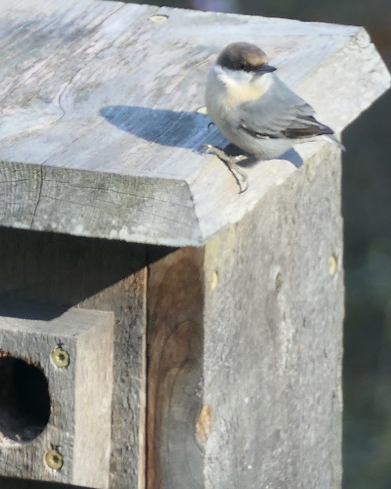 Brown-headed Nuthatch - ML638596541