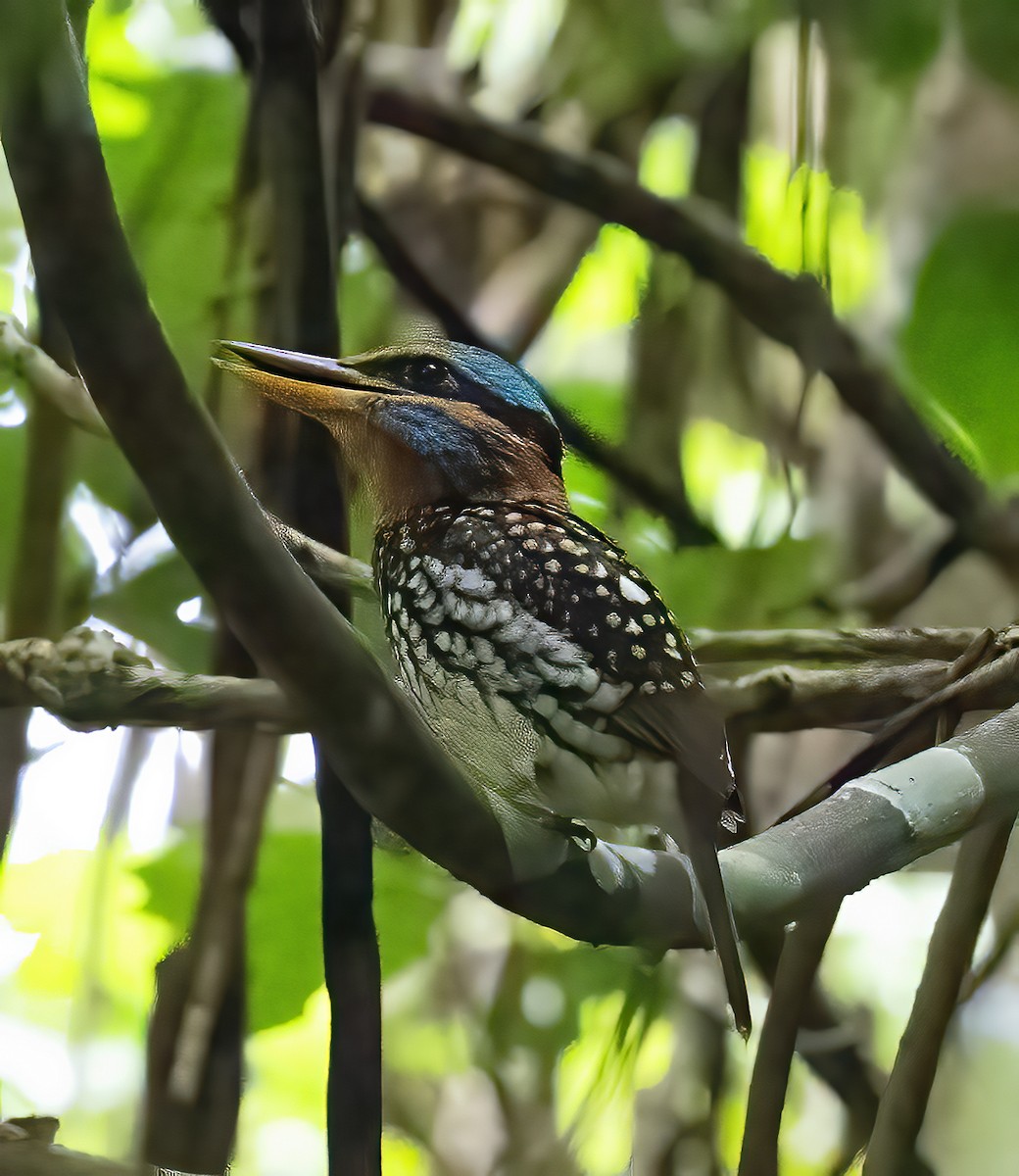 Spotted Kingfisher - ML638596558