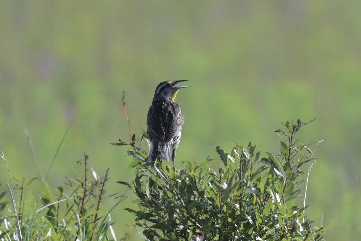 Eastern Meadowlark - ML638596567