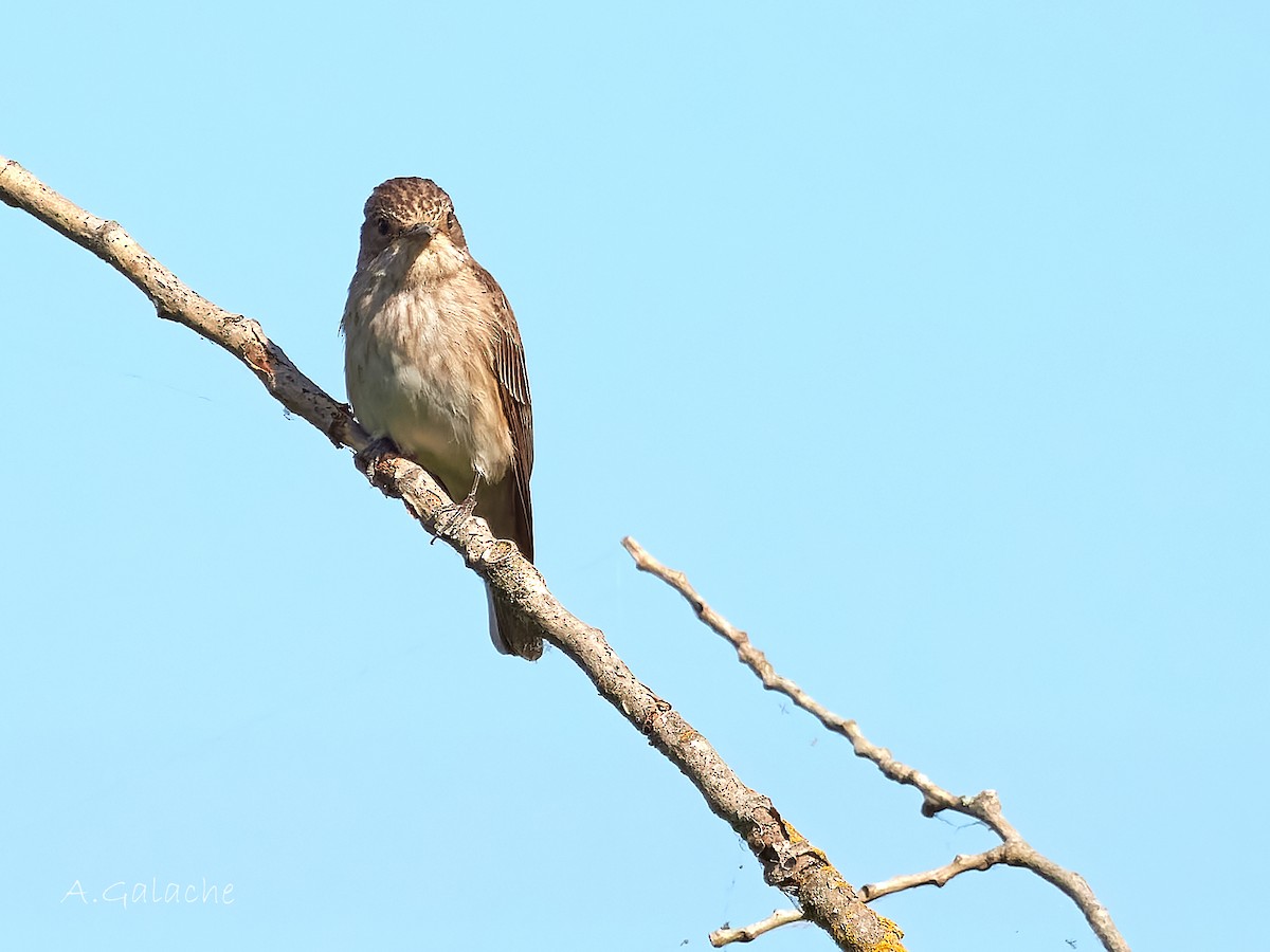Spotted Flycatcher - ML638596583
