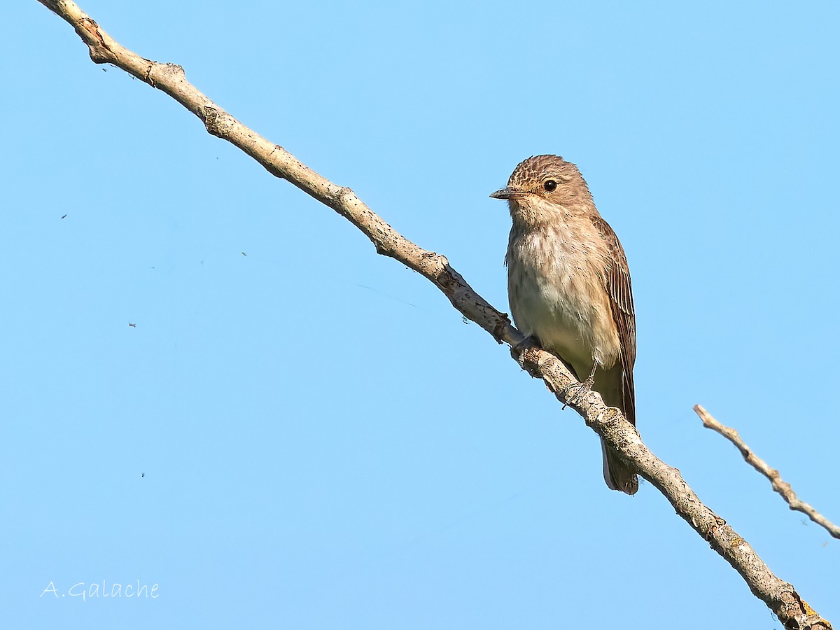 Spotted Flycatcher - ML638596584