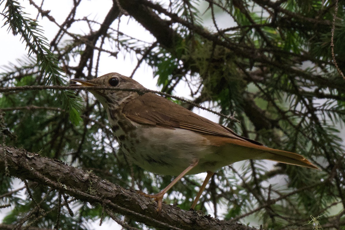 Hermit Thrush - ML638596597