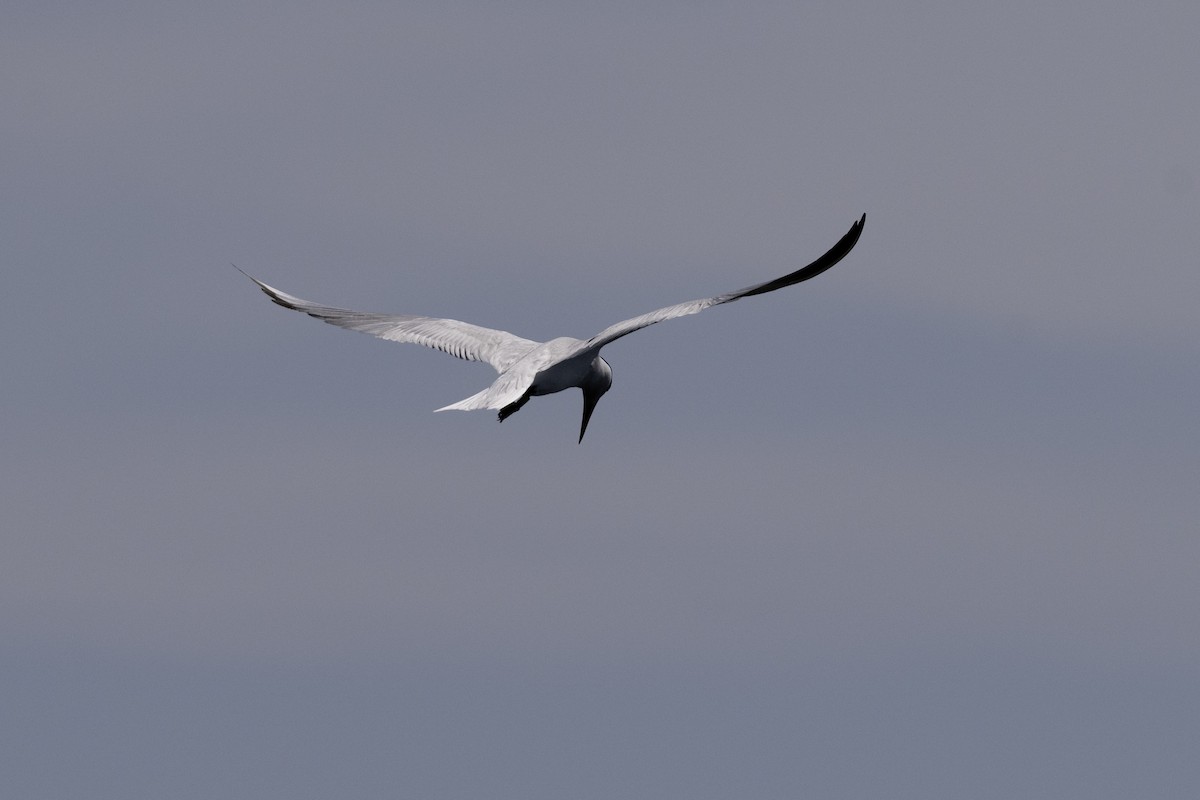 Sterne caspienne - ML638596616