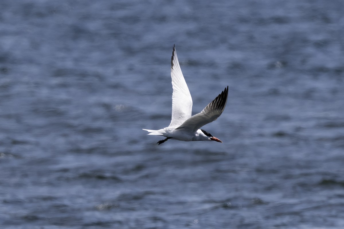 Sterne caspienne - ML638596617