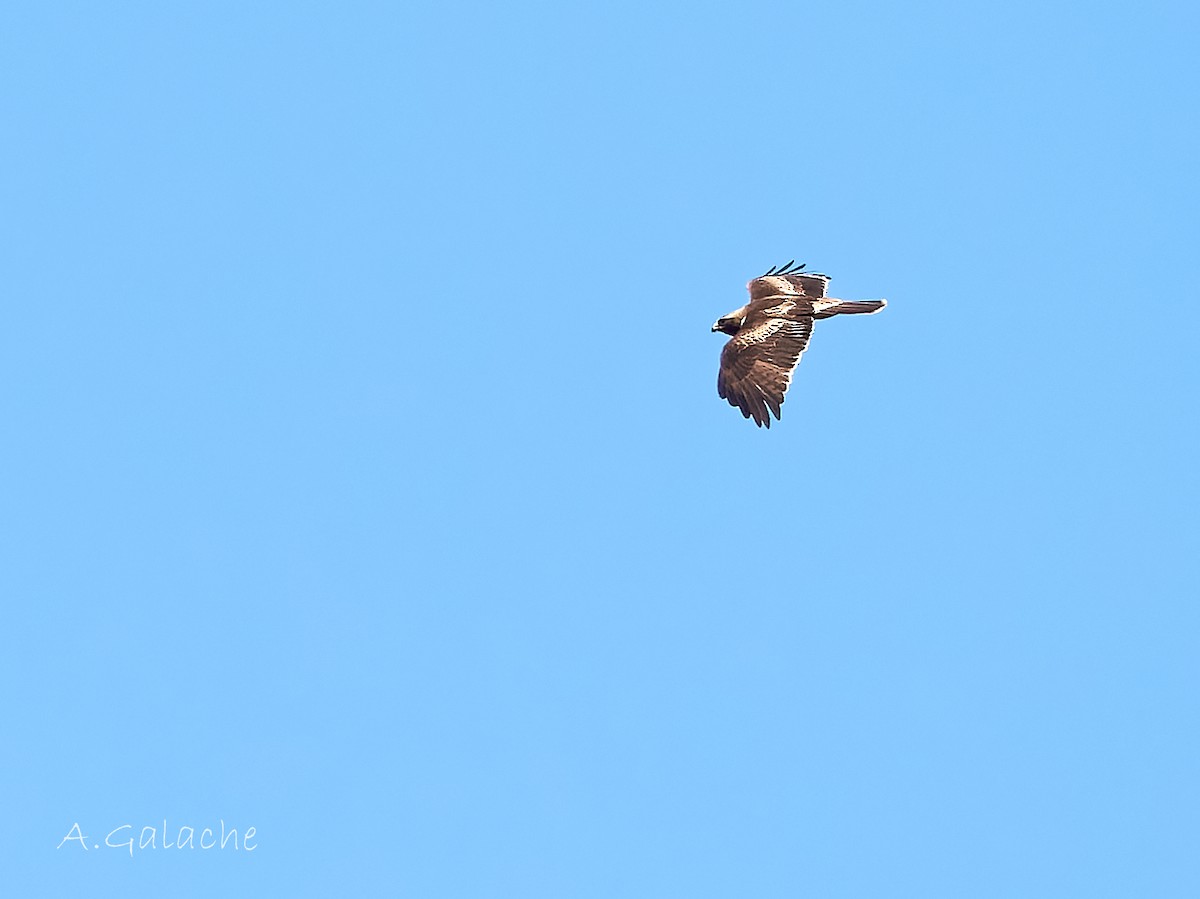 Booted Eagle - ML638596658