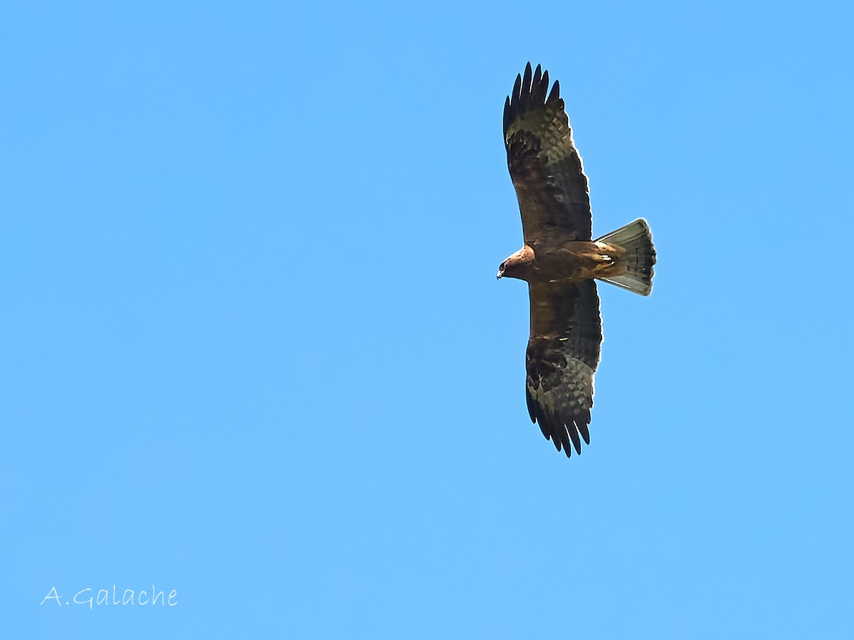 Booted Eagle - ML638596659
