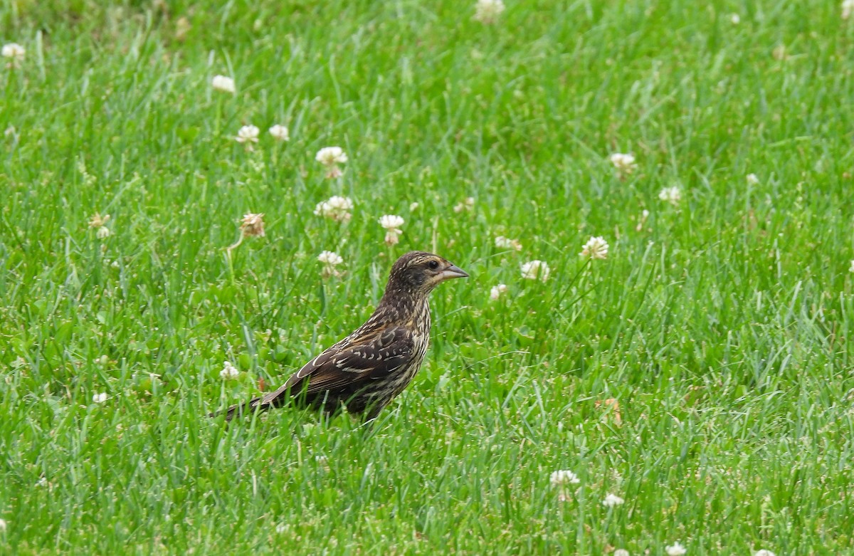 Red-winged Blackbird - ML638596663
