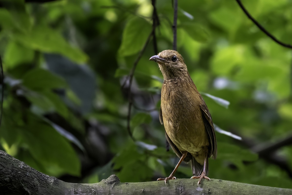 Blue-naped Pitta - ML638596693