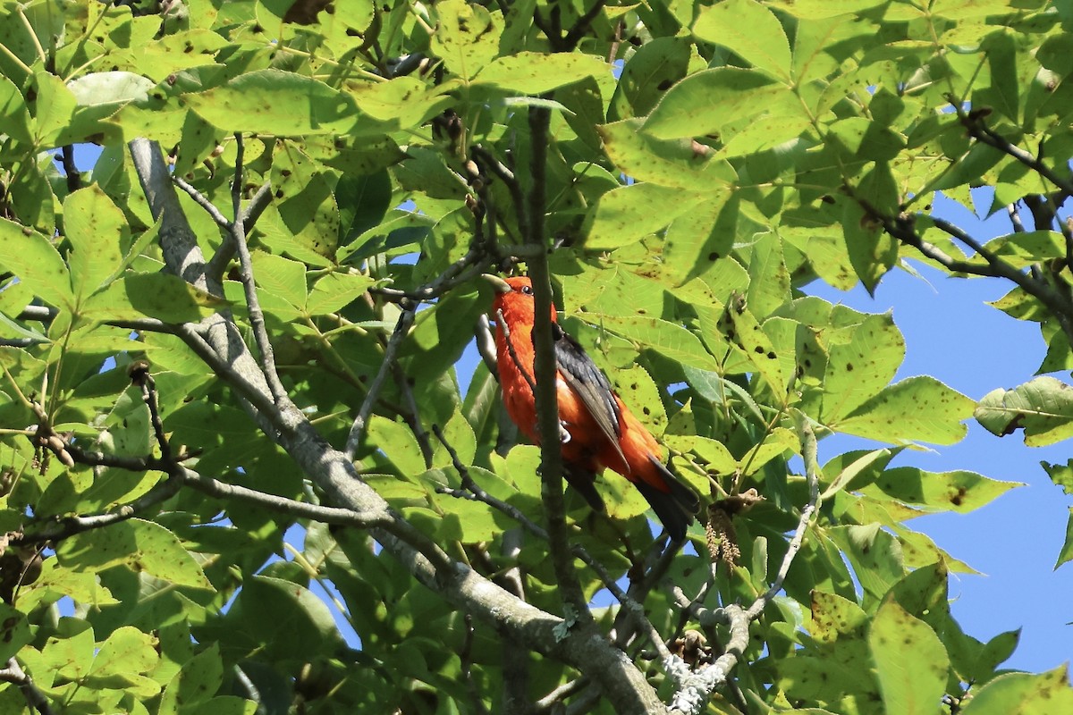 Scarlet Tanager - ML638596716