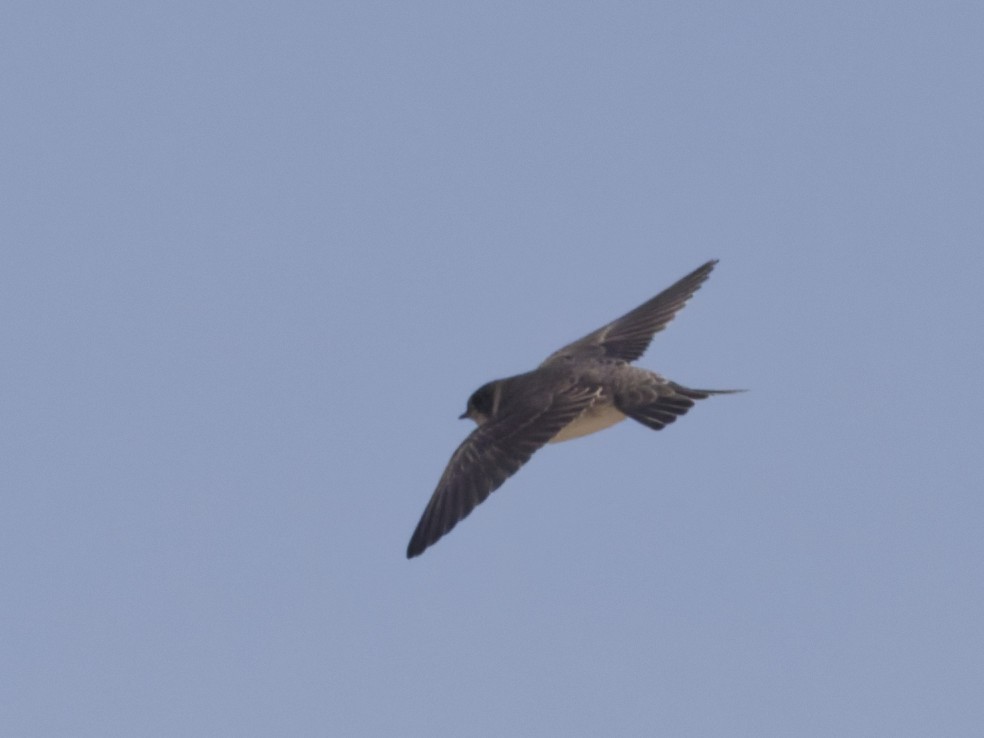Bank Swallow - ML638596725