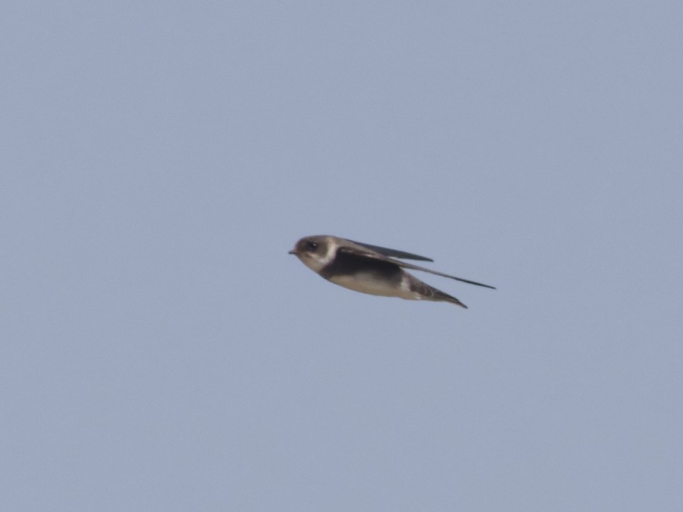 Bank Swallow - ML638596727
