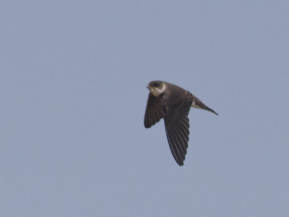 Bank Swallow - ML638596728