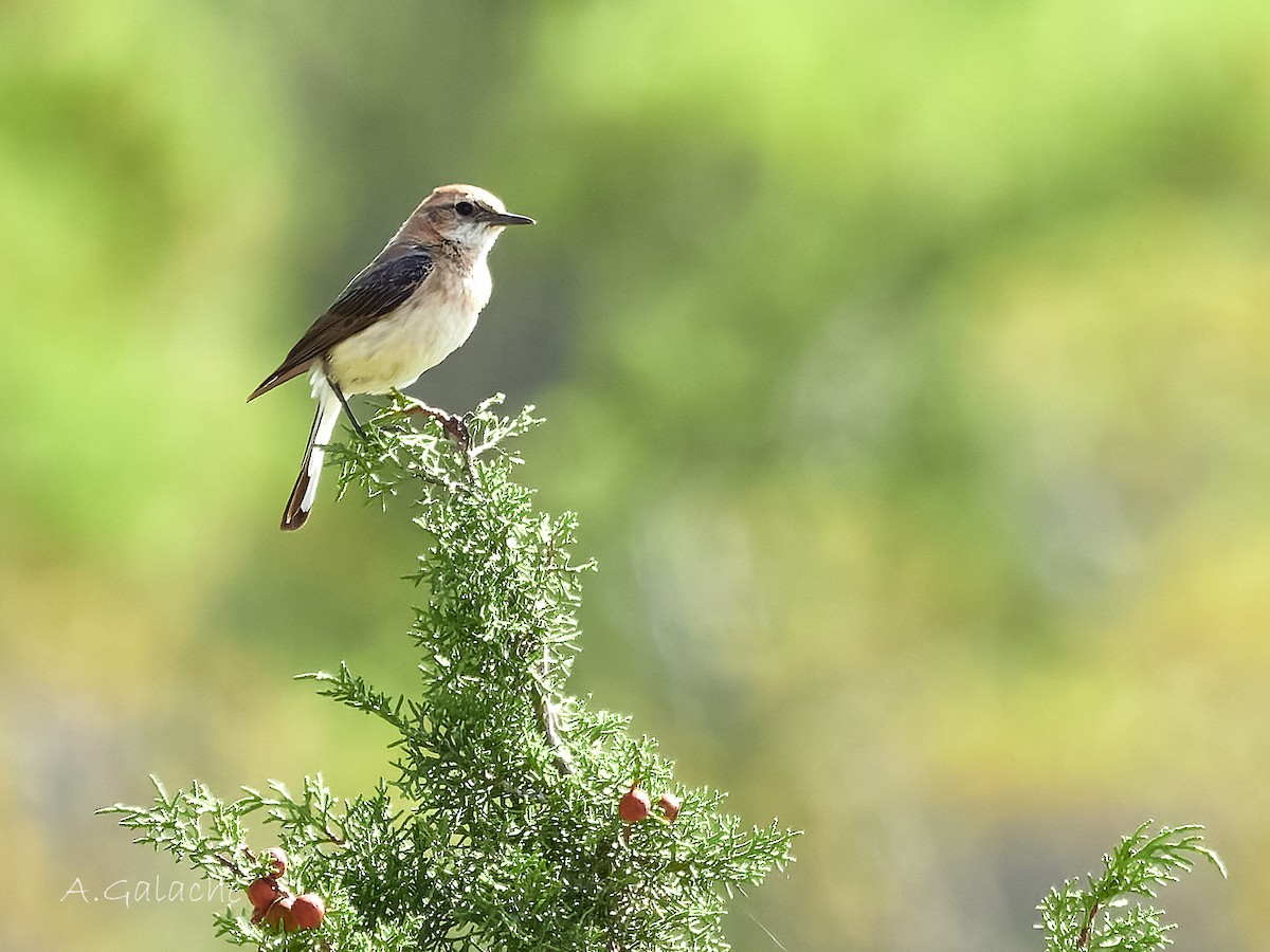 Western Black-eared Wheatear - ML638596729