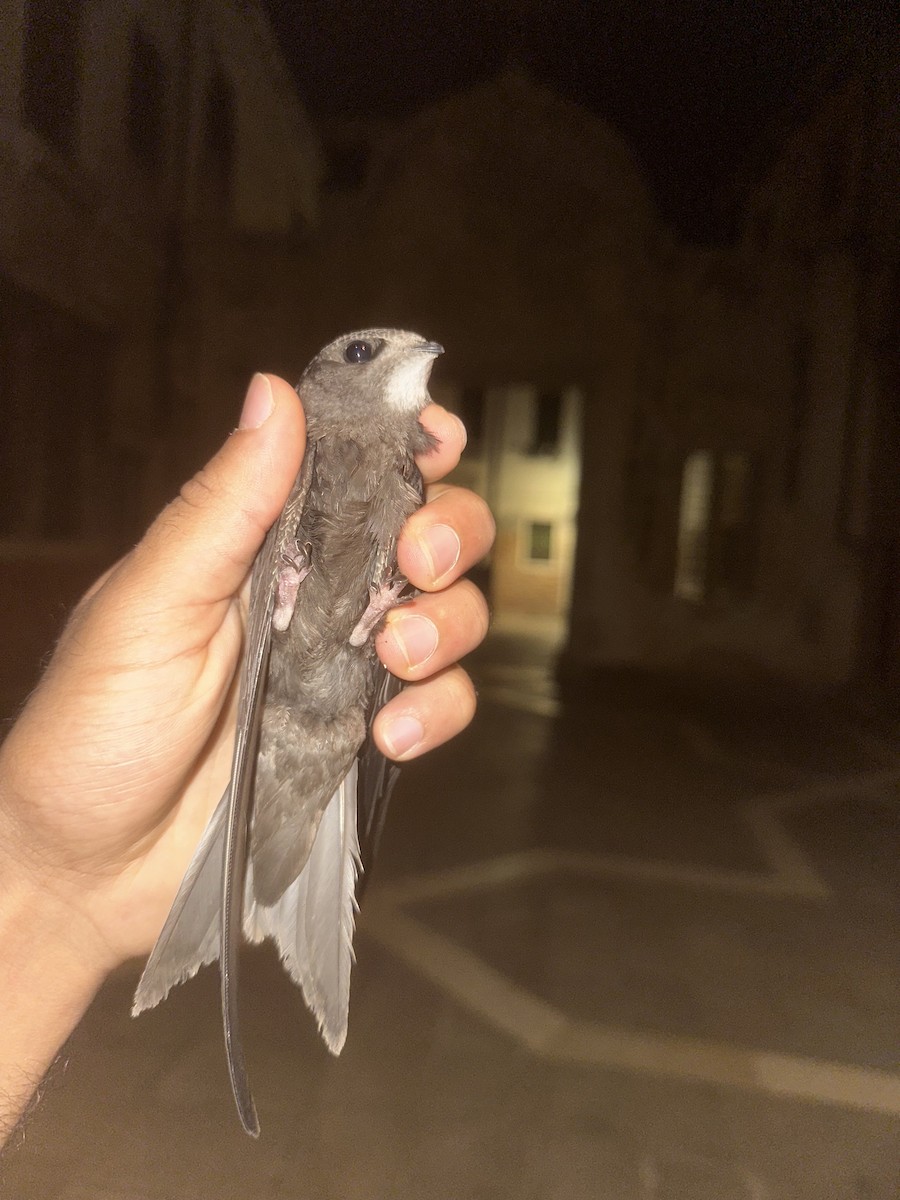 ヨーロッパアマツバメ - ML638596737