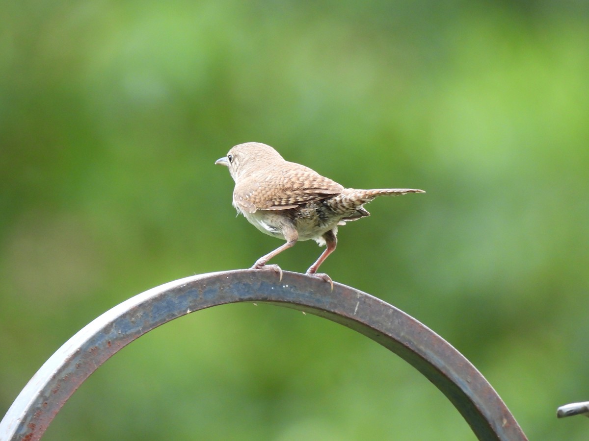 Northern House Wren - ML638596762