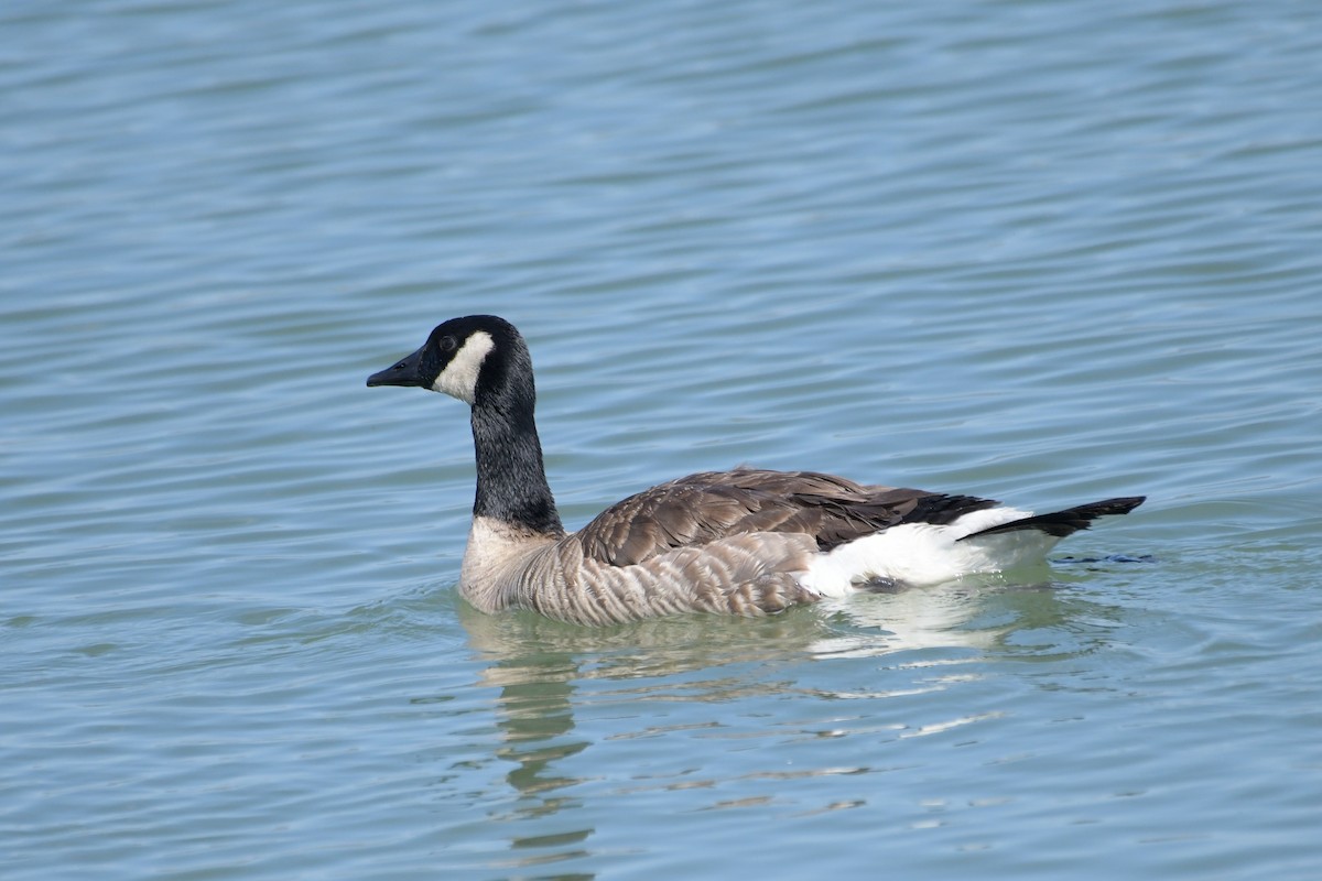 Canada Goose - ML638596775
