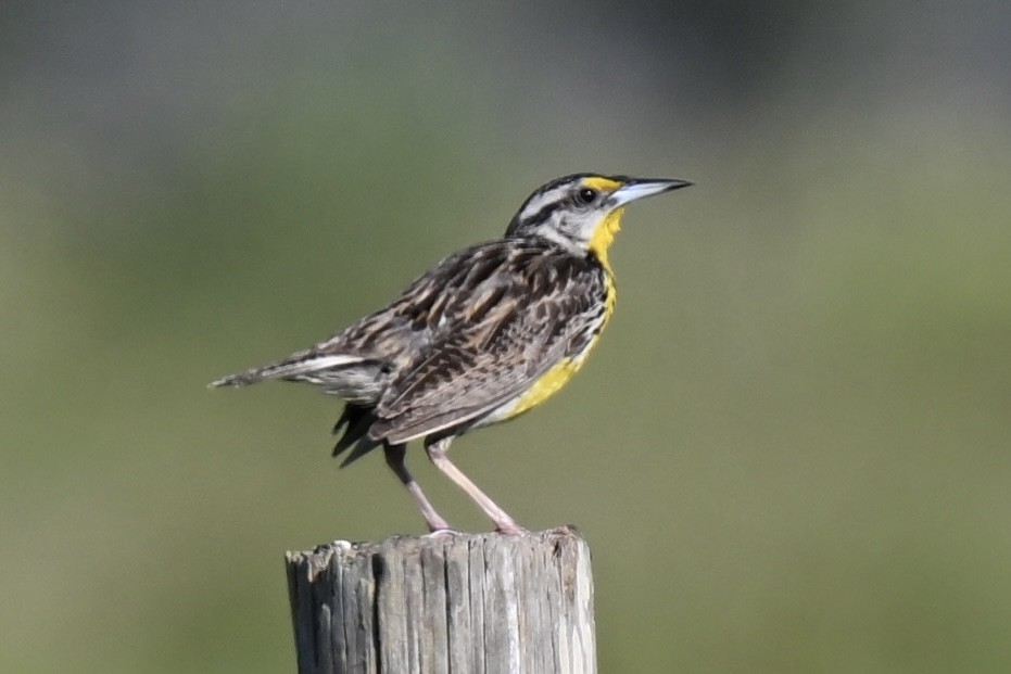 Eastern Meadowlark - ML638596778