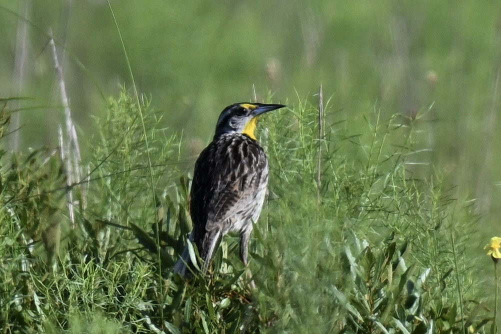 Eastern Meadowlark - ML638596780