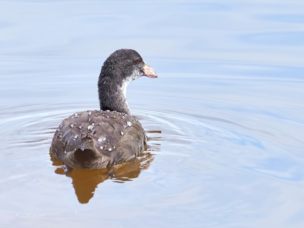 Eurasian Coot - ML638596796