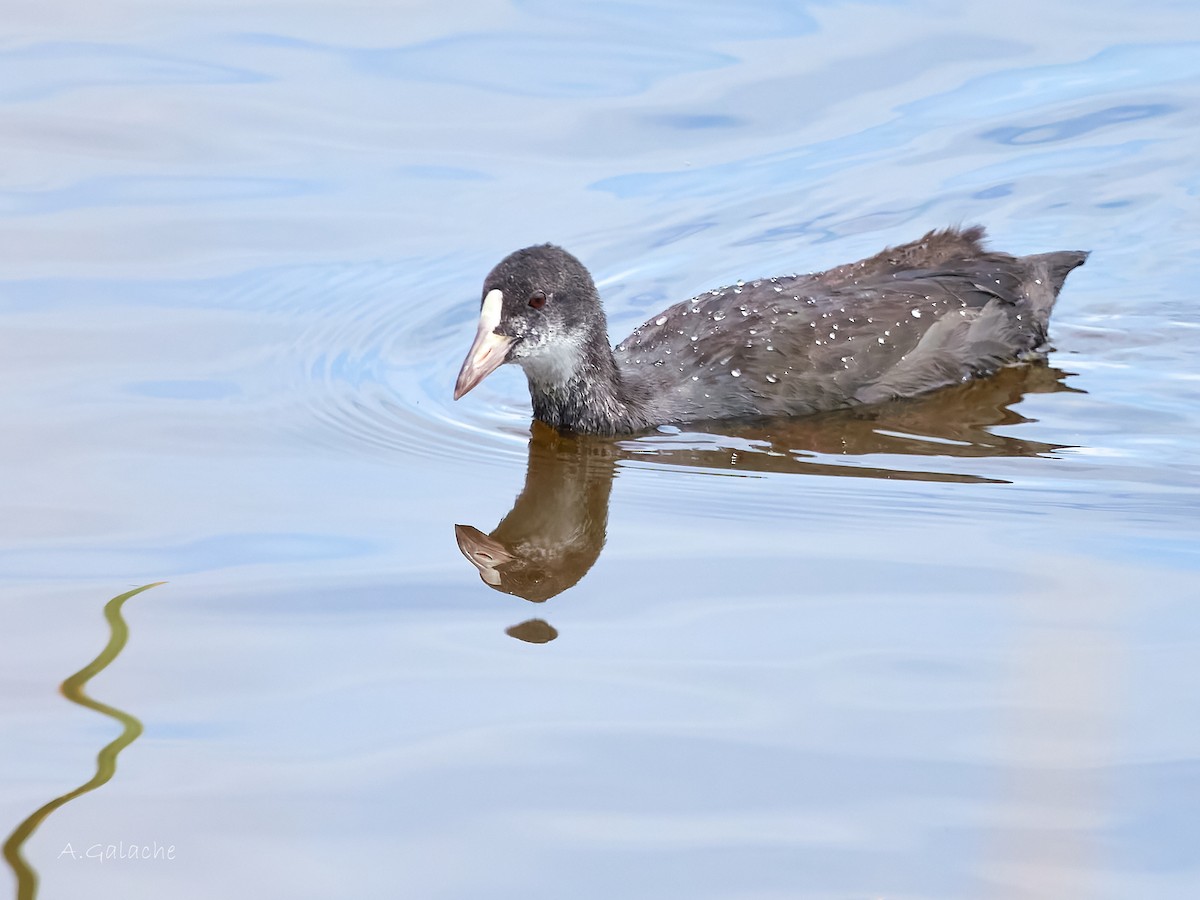 Eurasian Coot - ML638596797