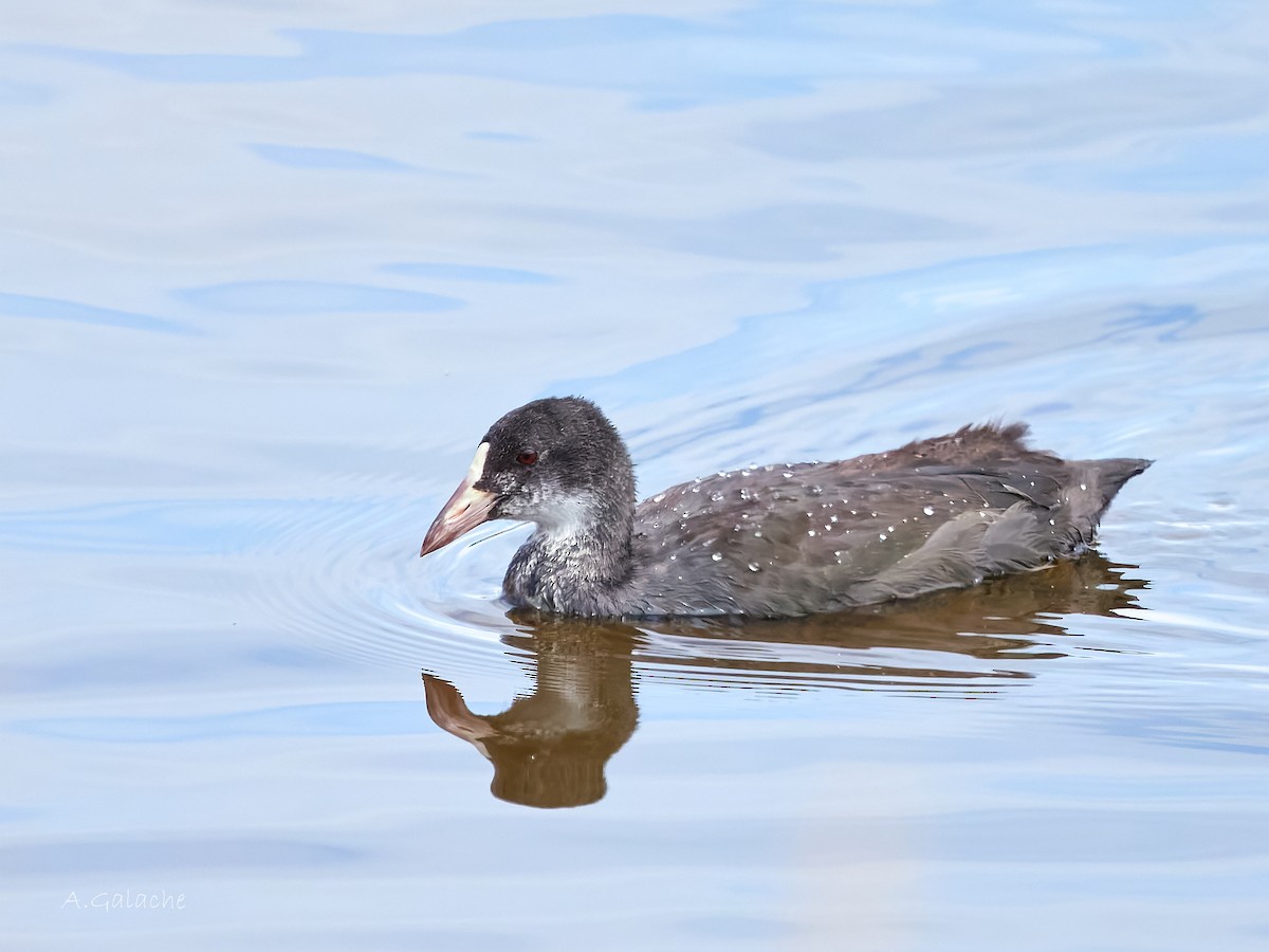 Eurasian Coot - ML638596798