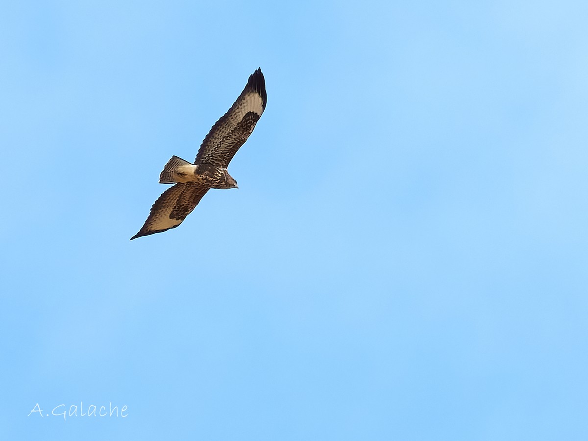 Common Buzzard - ML638596810