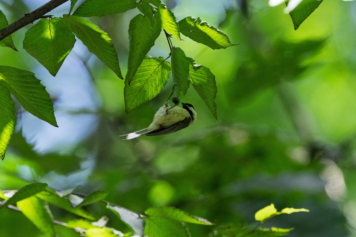 Carolina Chickadee - ML638596817