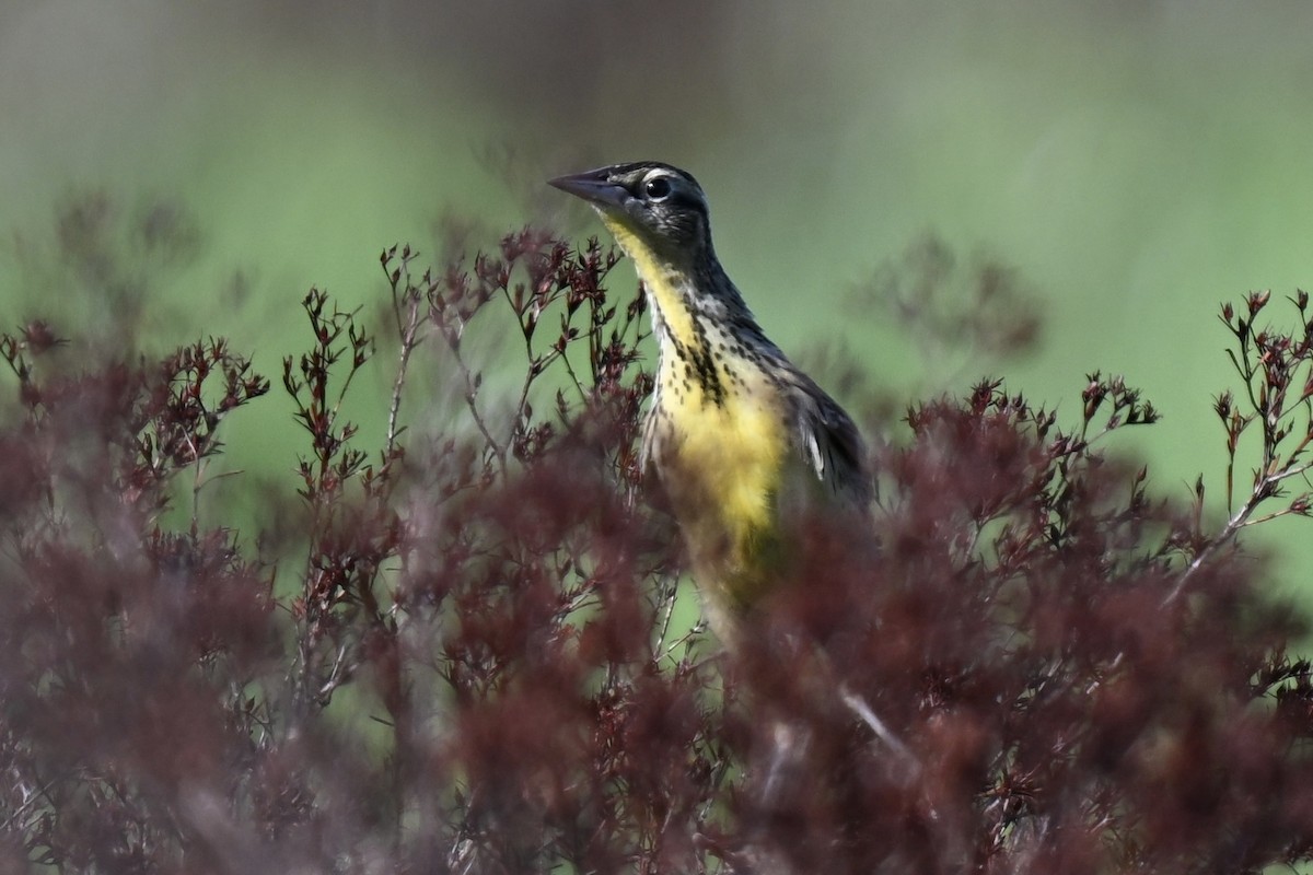 Eastern Meadowlark - ML638596821