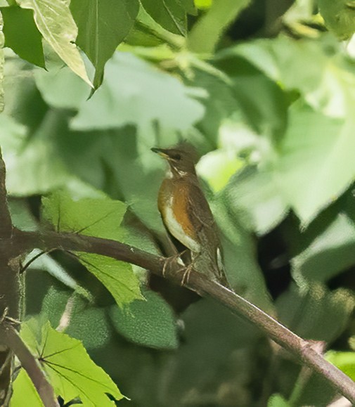 Brown-headed Thrush - ML638596822