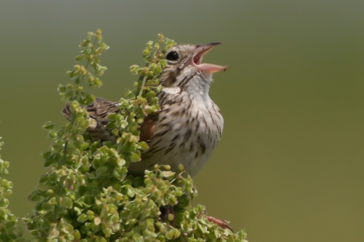 Vesper Sparrow - ML638596834