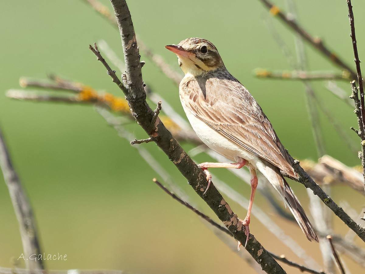 Tawny Pipit - ML638596845