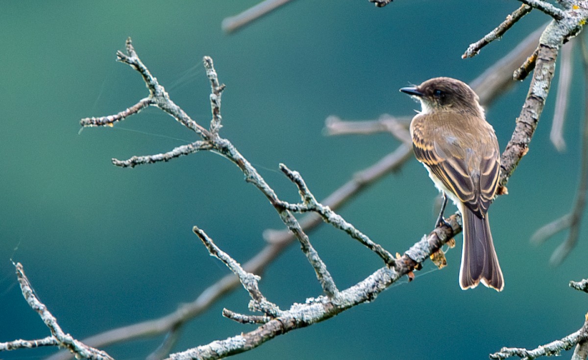 Eastern Phoebe - ML638596880
