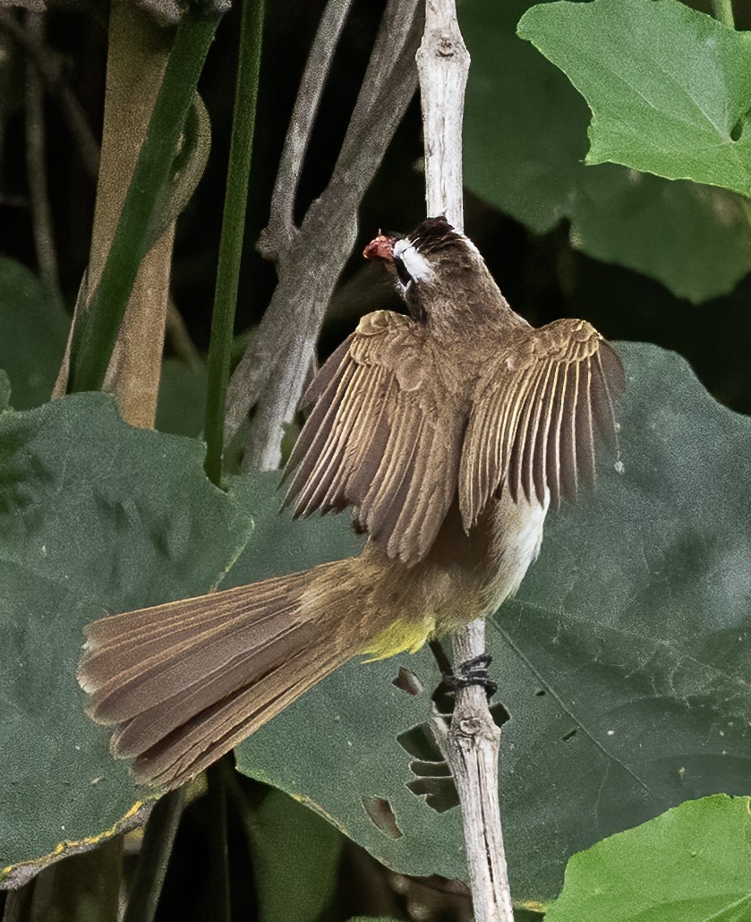 Yellow-vented Bulbul (Philippine) - ML638596892