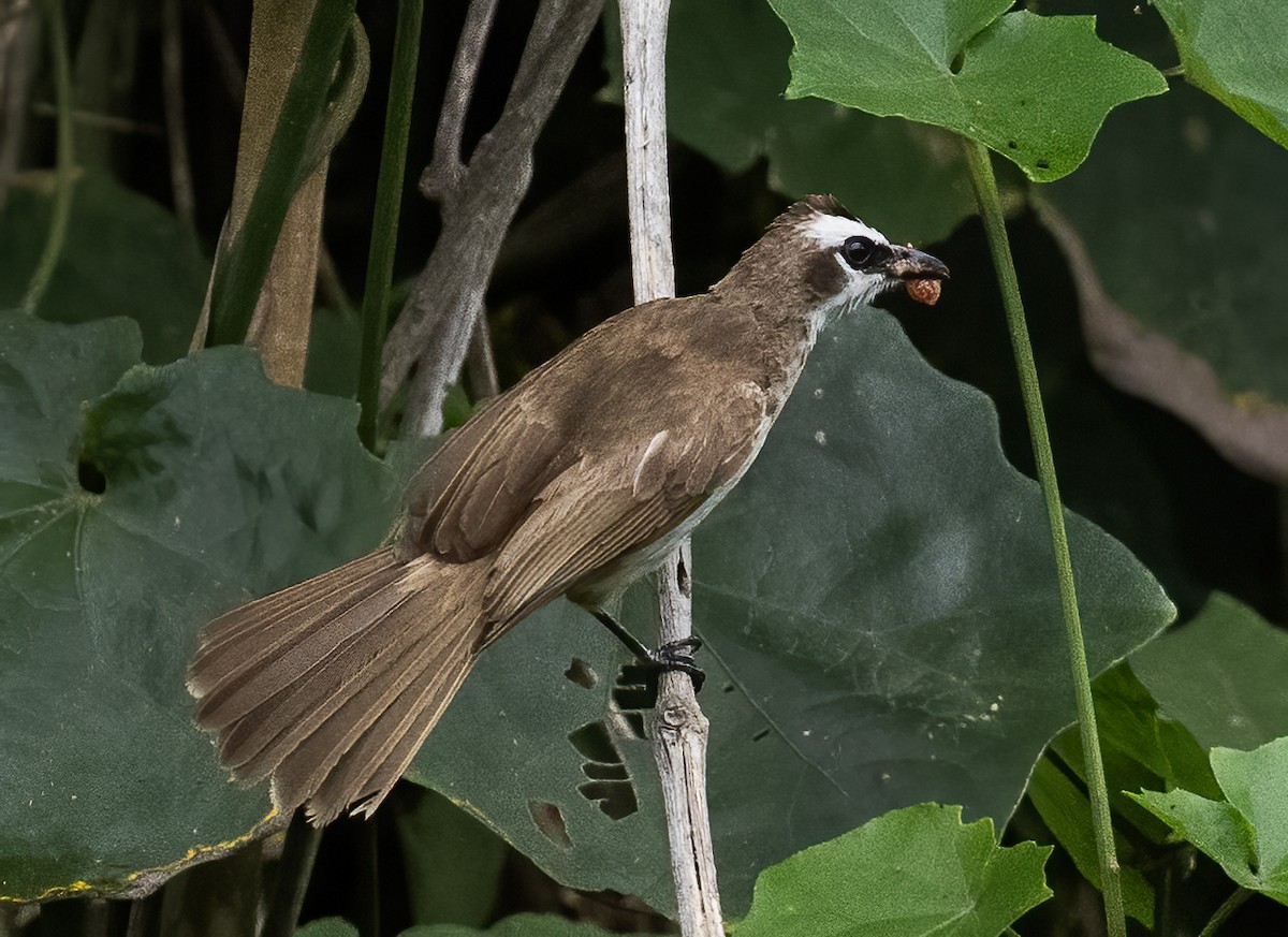 Yellow-vented Bulbul (Philippine) - ML638596893